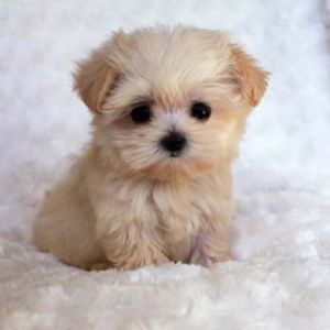 Meet your Posher, Josefina